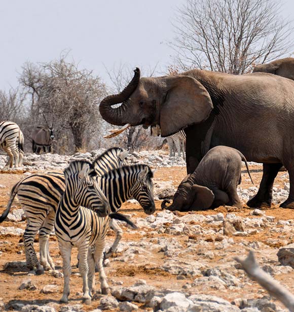 Elephants and Zebras